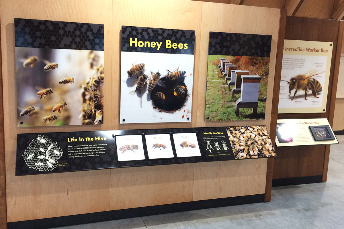 honey bees exhibit